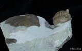 Russian Trilobite Asaphus Cornutus #3055-1